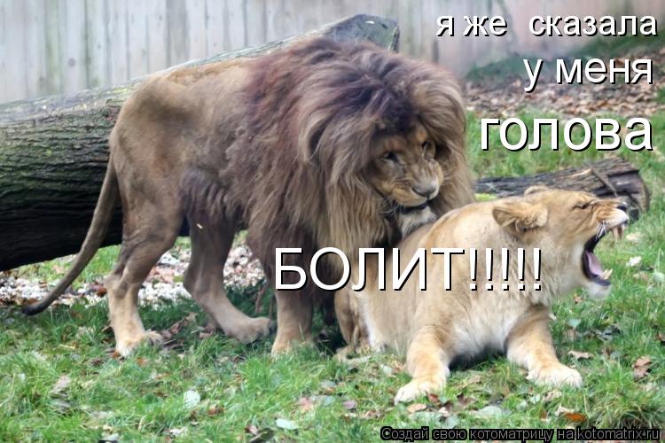 Котоматрица: я же  сказала у меня голова БОЛИТ!!!!!