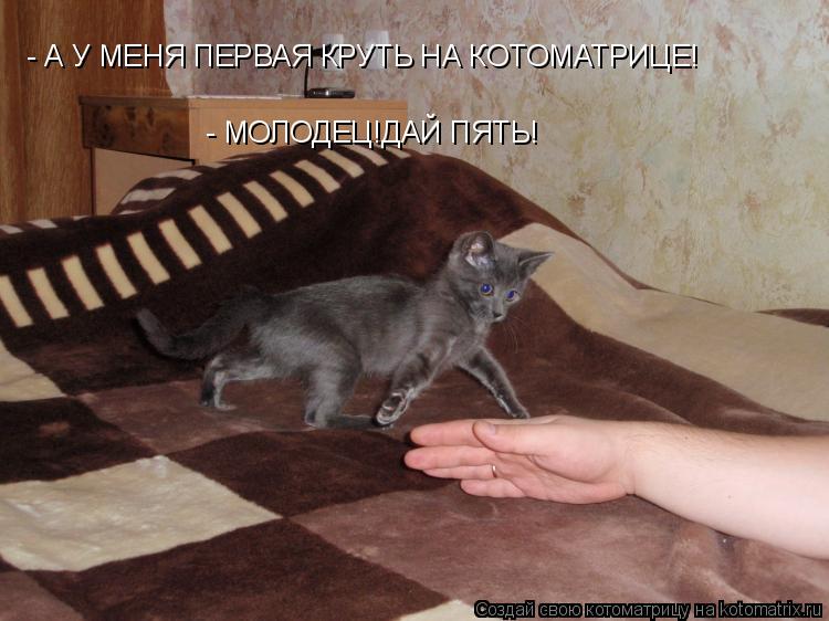 Котоматрица: - А У МЕНЯ ПЕРВАЯ КРУТЬ НА КОТОМАТРИЦЕ! - МОЛОДЕЦ!ДАЙ ПЯТЬ!