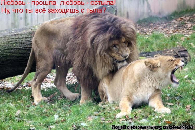 Котоматрица: Ну, что ты всё заходишь с тыла? Любовь - прошла, любовь - остыла!