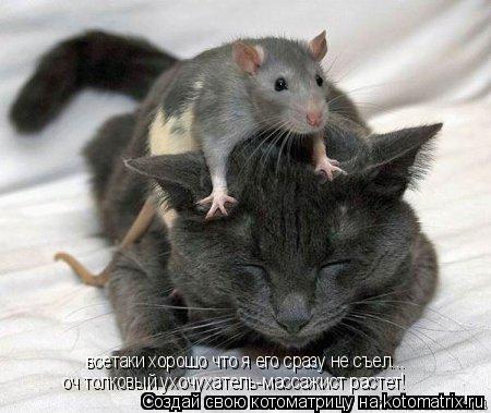 Котоматрица: всетаки хорошо что я его сразу не съел... оч толковый ухочухатель-массажист растет!