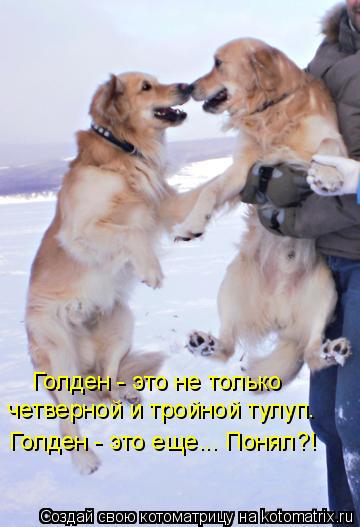 Котоматрица: Голден - это не только четверной и тройной тулуп. Голден - это еще... Понял?!