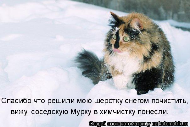 Котоматрица: Спасибо что решили мою шерстку снегом почистить, вижу, соседскую Мурку в химчистку понесли.