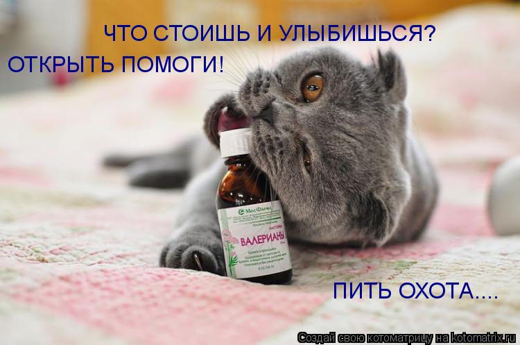 Котоматрица: ЧТО СТОИШЬ И УЛЫБИШЬСЯ? ОТКРЫТЬ ПОМОГИ! ПИТЬ ОХОТА....