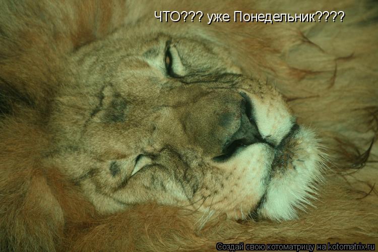 Котоматрица: ЧТО??? уже Понедельник????