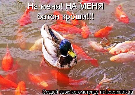 Котоматрица: На меня! НА МЕНЯ батон кроши!!!