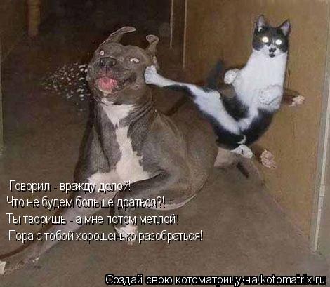 Котоматрица: Говорил - вражду долой! Что не будем больше драться?! Ты творишь - а мне потом метлой! Пора с тобой хорошенько разобраться!