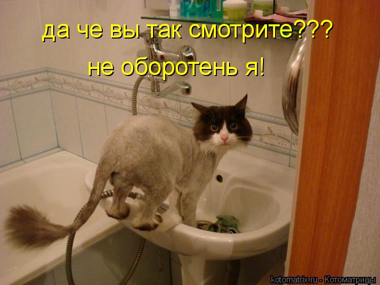 Котоматрица: да че вы так смотрите??? не оборотень я!