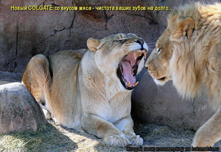 Котоматрица: Новый COLGATE со вкусом мяса - чистота ваших зубов на долго...