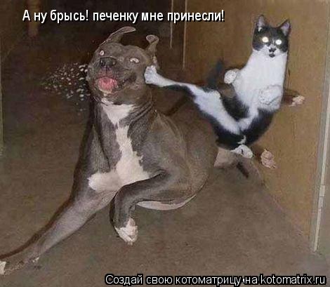 Котоматрица: А ну брысь! печенку мне принесли!