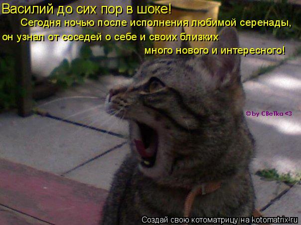Котоматрица: Василий до сих пор в шоке! Сегодня ночью после исполнения любимой серенады, он узнал от соседей о себе и своих близких много нового и интере