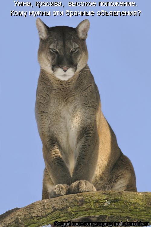 Котоматрица: Умна, красива,  высокое положение. Кому нужны эти брачные объявления?