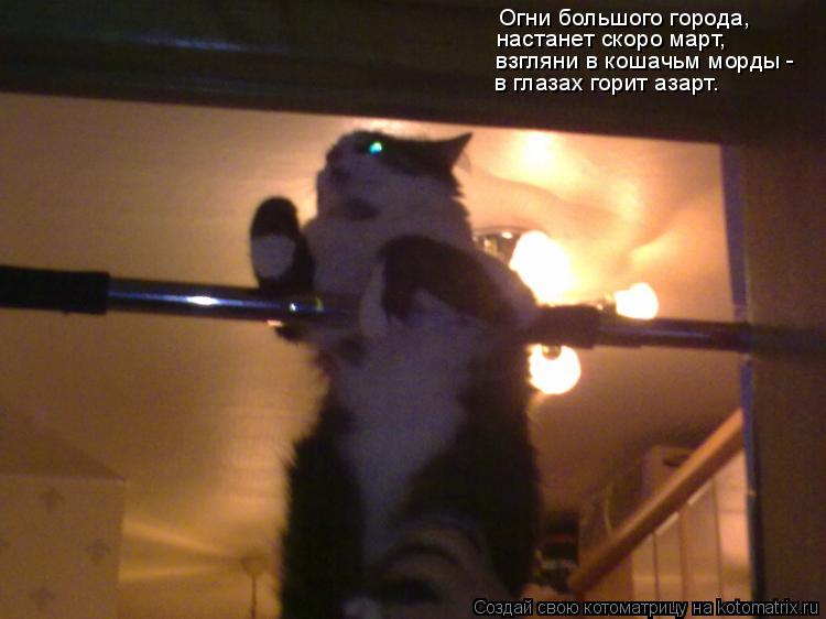Огни большого города, настанет скоро март, взгляни в кошачьм морды - в глазах горит азарт.... Котоматрица: Огни большого города, настанет скоро март, взгляни в кошачьм морды - в глазах горит азарт.
