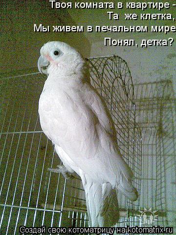 Котоматрица: Твоя комната в квартире -  Та  же клетка, Мы живем в печальном мире, Понял, детка?