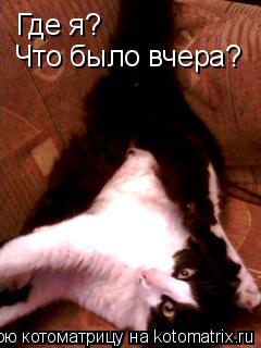 Котоматрица: Где я? Что было вчера?