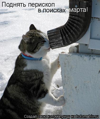 Котоматрица: Поднять перископ в поисках марта!