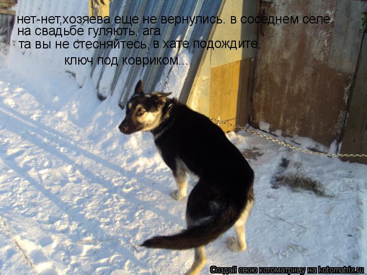 Котоматрица: нет-нет,хозяева еще не вернулись. в соседнем селе. на свадьбе гуляють, ага та вы не стесняйтесь,  в хате подождите,  ключ под ковриком...