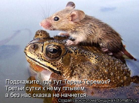 Котоматрица: Подскажите, где тут Терем-Теремок? Третьи сутки к нему плывем, а без нас сказка не начнется.