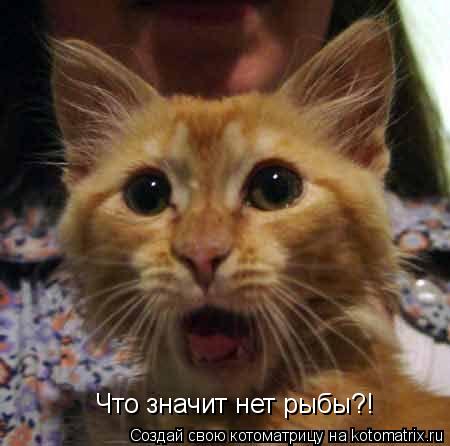 Котоматрица: Что значит нет рыбы?!