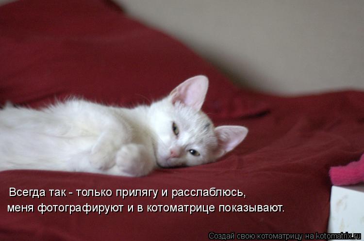 Котоматрица: Всегда так - только прилягу и расслаблюсь, меня фотографируют и в котоматрице показывают.