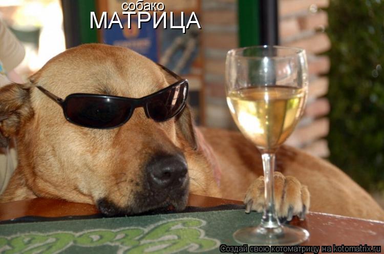 Котоматрица: МАТРИЦА собако