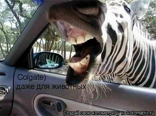 Котоматрица: Colgate) даже для животных