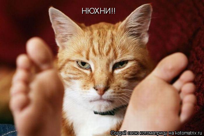 Котоматрица: НЮХНИ!!