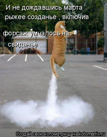 И не дождавшись марта рыжее созданье , включив форсаж умчалось на свиданье ...... Котоматрица: И не дождавшись марта рыжее созданье , включив форсаж умчалось на свиданье ...