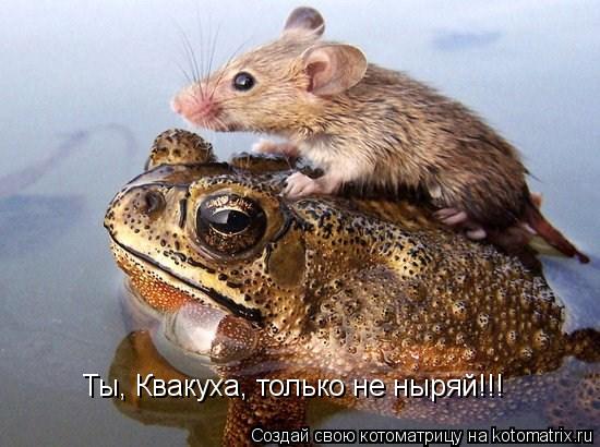 Котоматрица: Ты, Квакуха, только не ныряй!!!