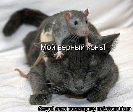 Котоматрица: Мой верный конь!