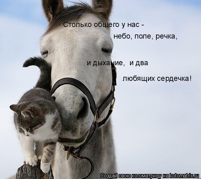 Котоматрица: Столько общего у нас - небо, поле, речка, и дыхание,  и два любящих сердечка!