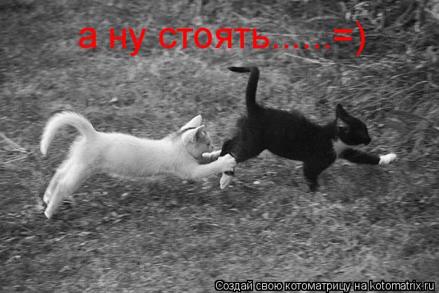 Котоматрица: а ну стоять......=)