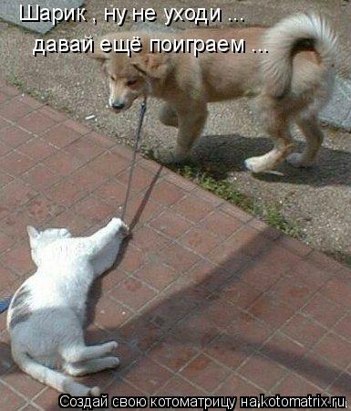 Котоматрица: Шарик , ну не уходи ... давай ещё поиграем ...