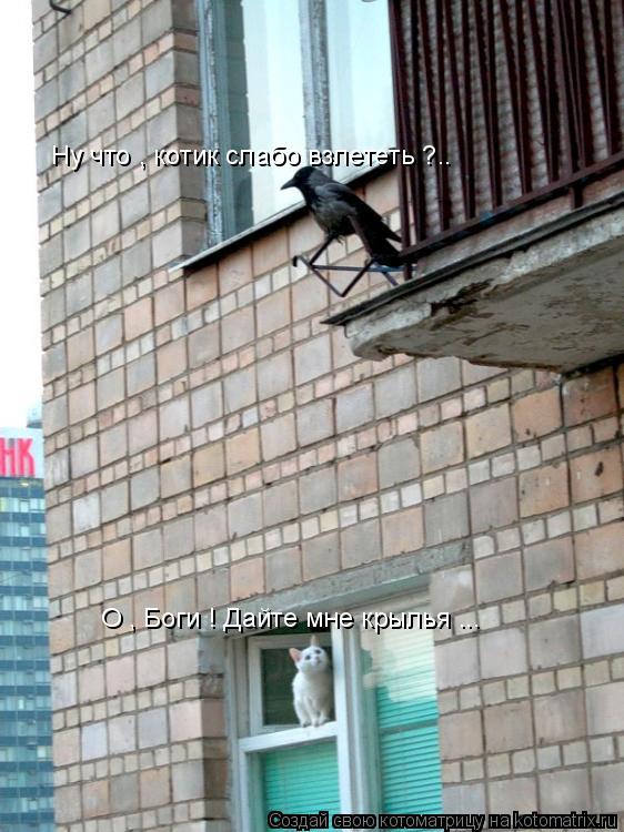 Котоматрица: Ну что , котик слабо взлететь ?.. О , Боги ! Дайте мне крылья ...