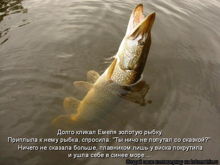 Котоматрица: Долго кликал Емеля золотую рыбку. Приплыла к нему рыбка, спросила: "Ты ничо не попутал со сказкой?" Ничего не сказала больше, плавником лишь у