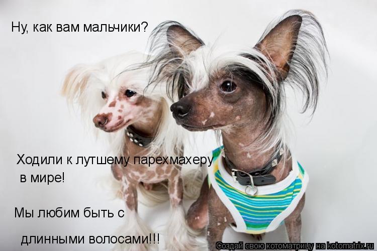 Котоматрица: Ходили к лутшему парехмахеру в мире! длинными волосами!!! Ну, как вам мальчики? Мы любим быть с