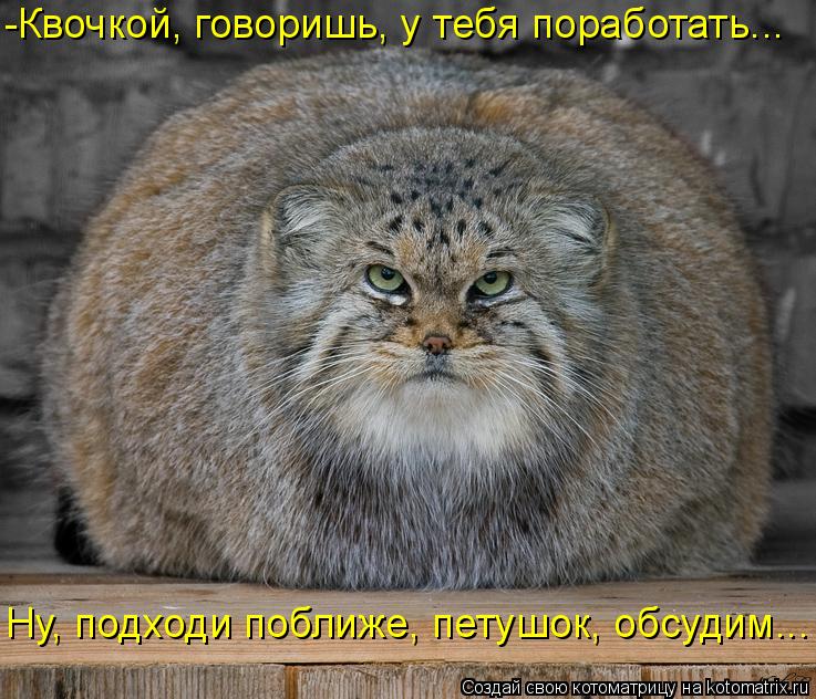 Котоматрица: -Квочкой, говоришь, у тебя поработать... Ну, подходи поближе, петушок, обсудим...