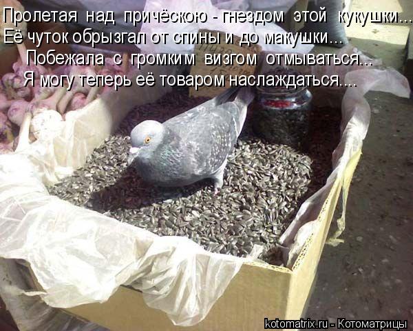 Пролетая над причёскою - гнездом этой кукушки... Её чуток обрызгал от спины и до макушки... Побеж... Котоматрица: Пролетая над причёскою - гнездом этой кукушки... Её чуток обрызгал от спины и до макушки... Побежала с громким визгом отмываться... Я могу