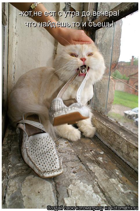 Котоматрица: -кот,не ест с утра до вечера! что найдёшь,то и съешь!