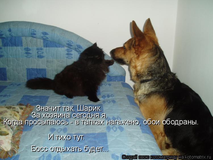 Котоматрица: Значит так, Шарик. За хозяина сегодня я. Когда просыпаюсь - в тапках нагажено, обои ободраны. И тихо тут. Босс отдыхать будет...