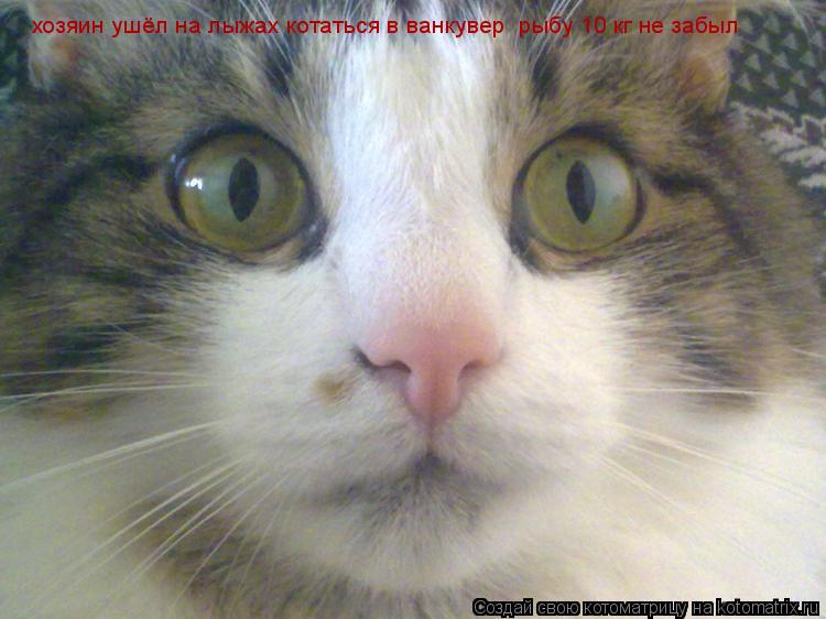 Котоматрица: хозяин ушёл на лыжах котаться в ванкувер  рыбу 10 кг не забыл
