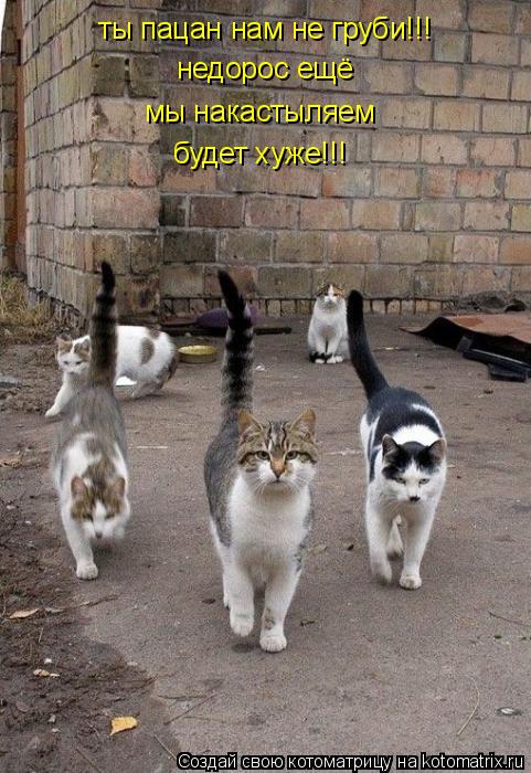 Котоматрица: ты пацан нам не груби!!! недорос ещё мы накастыляем будет хуже!!!