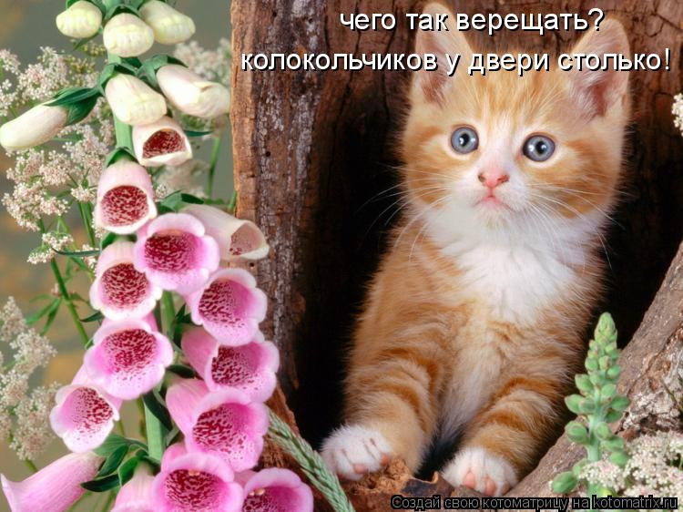 Котоматрица: чего так верещать? колокольчиков у двери столько!