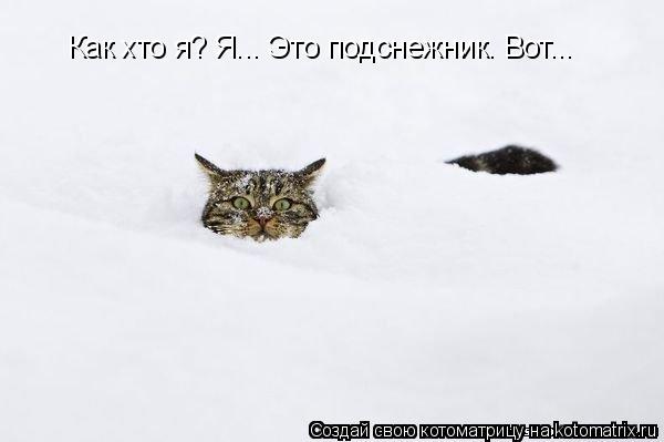 Котоматрица: Как хто я? Я... Это подснежник. Вот...