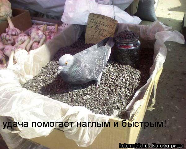 Котоматрица: удача помогает наглым и быстрым!