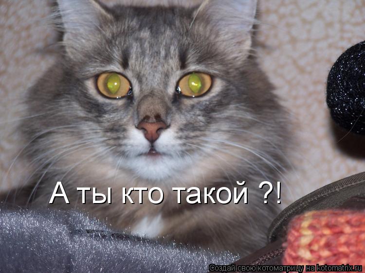 Котоматрица: А ты кто такой ?!