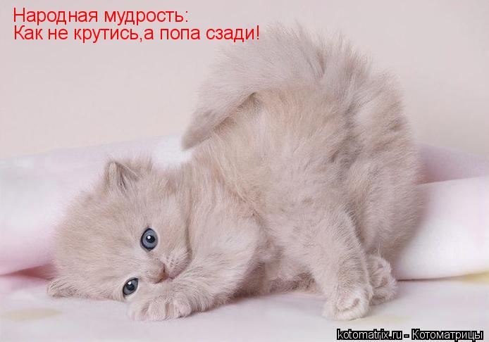 Котоматрица: Народная мудрость: Как не крутись,а попа сзади!