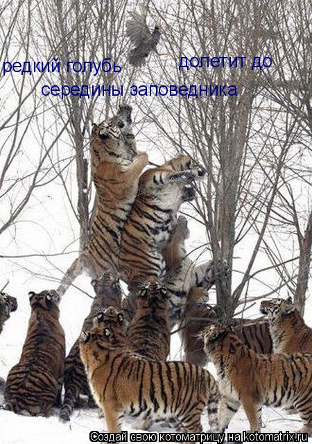 редкий голубь долетит до середины заповедника... Котоматрица: редкий голубь долетит до середины заповедника