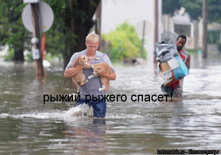 Котоматрица: рыжий рыжего спасет!