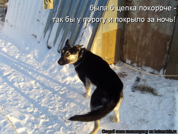 Котоматрица: была б цепка покороче - так бы у порогу и покрыло за ночь!