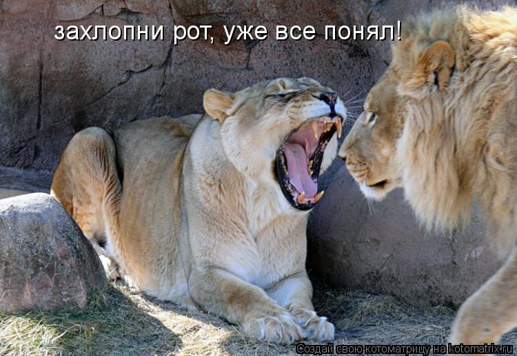 Котоматрица: захлопни рот, уже все понял!